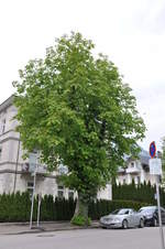 baumfällungen rhall 00 