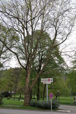 baumfällungen rhall 06 