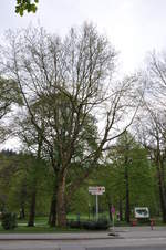 baumfällungen rhall 07 