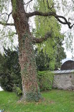 baumfällungen rhall 11 