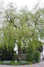 baumfällungen rhall 12 