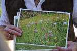 wildbienenwiese 09 