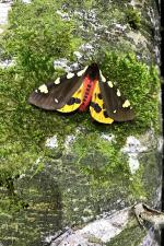 schmetterling nationalpark 00 