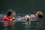 wasserrettungshunde 00 