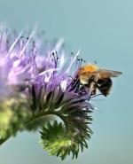  Ackerhummel auf Phacelia