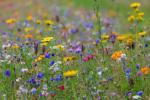 Artenreiche Wildblumenwiese