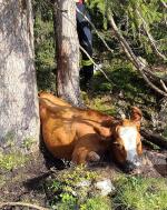 kuhrettung lattenbergalm 03 