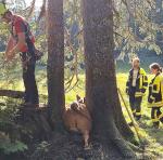 kuhrettung lattenbergalm 04 