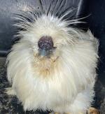 hahn friedhof bgd 00 