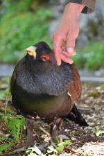 klausbachtalauerhahn 00 