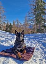 lawinenhundeprüfung 003 