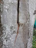 baumarbeiten reichenhall 00 