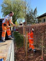wildbienenbäume 00 