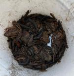 amphibienwanderung 02 