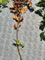 feuerbrandbefall 00 