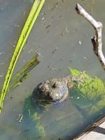 gelbbauchunke 01 